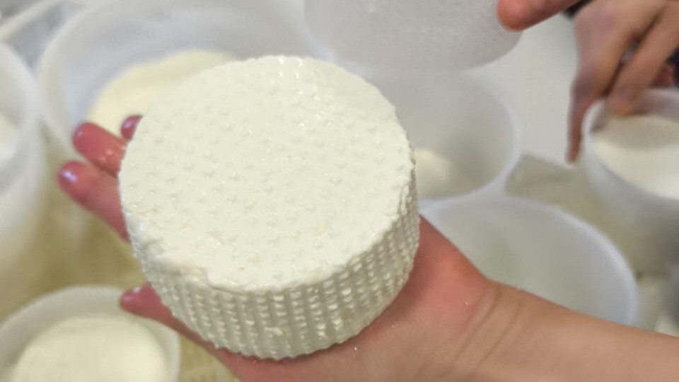 СИРИ З КОЗИНОГО МОЛОКА КУРС №1