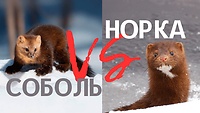 Урок 8.2. Соболь і норка