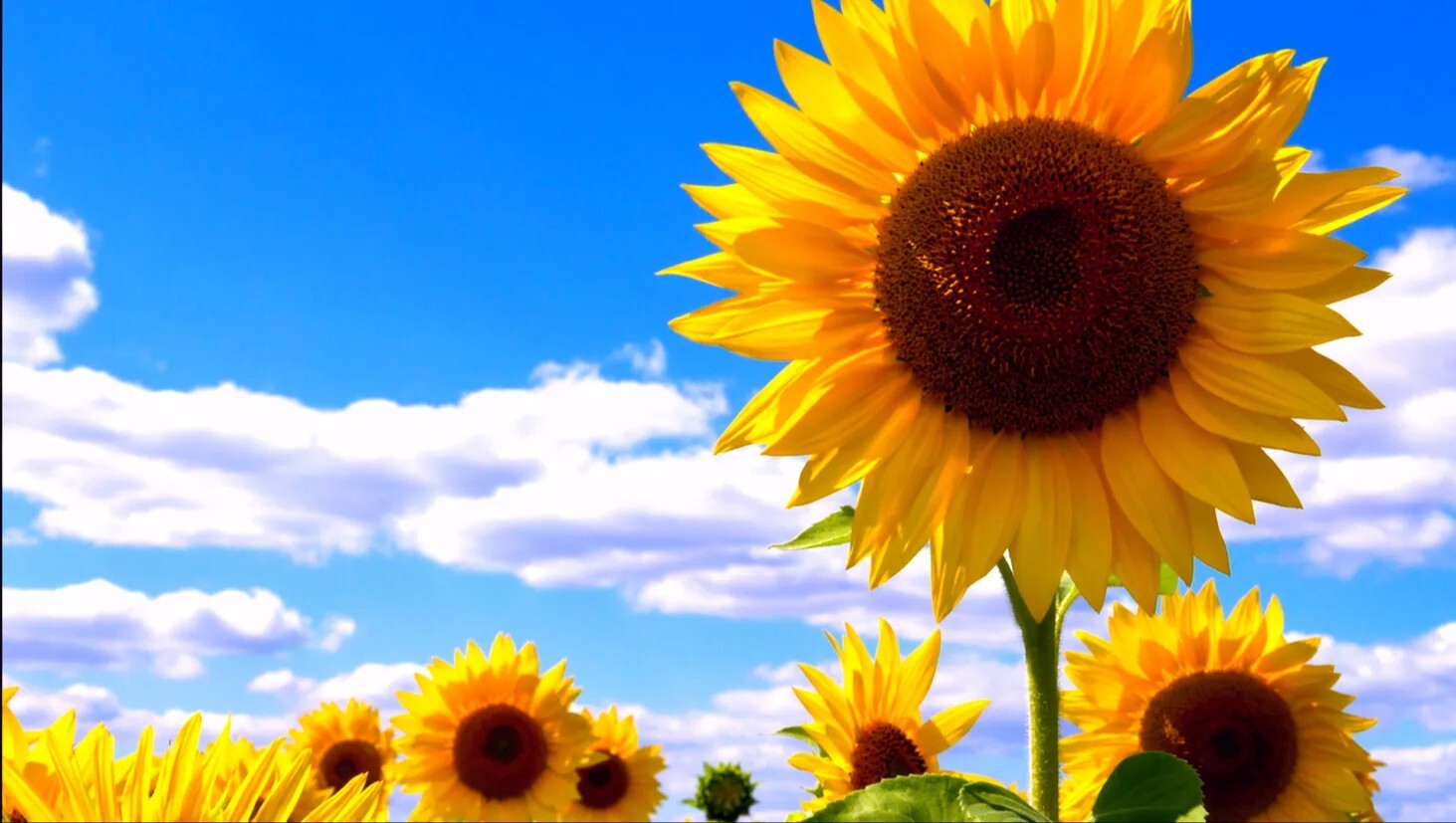 Перший безкоштовний пробний урок