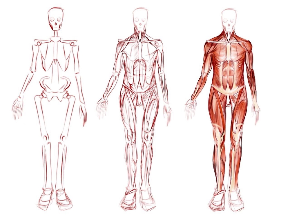 Модуль 2: 'М'язи' (нарощуємо м'ясце)