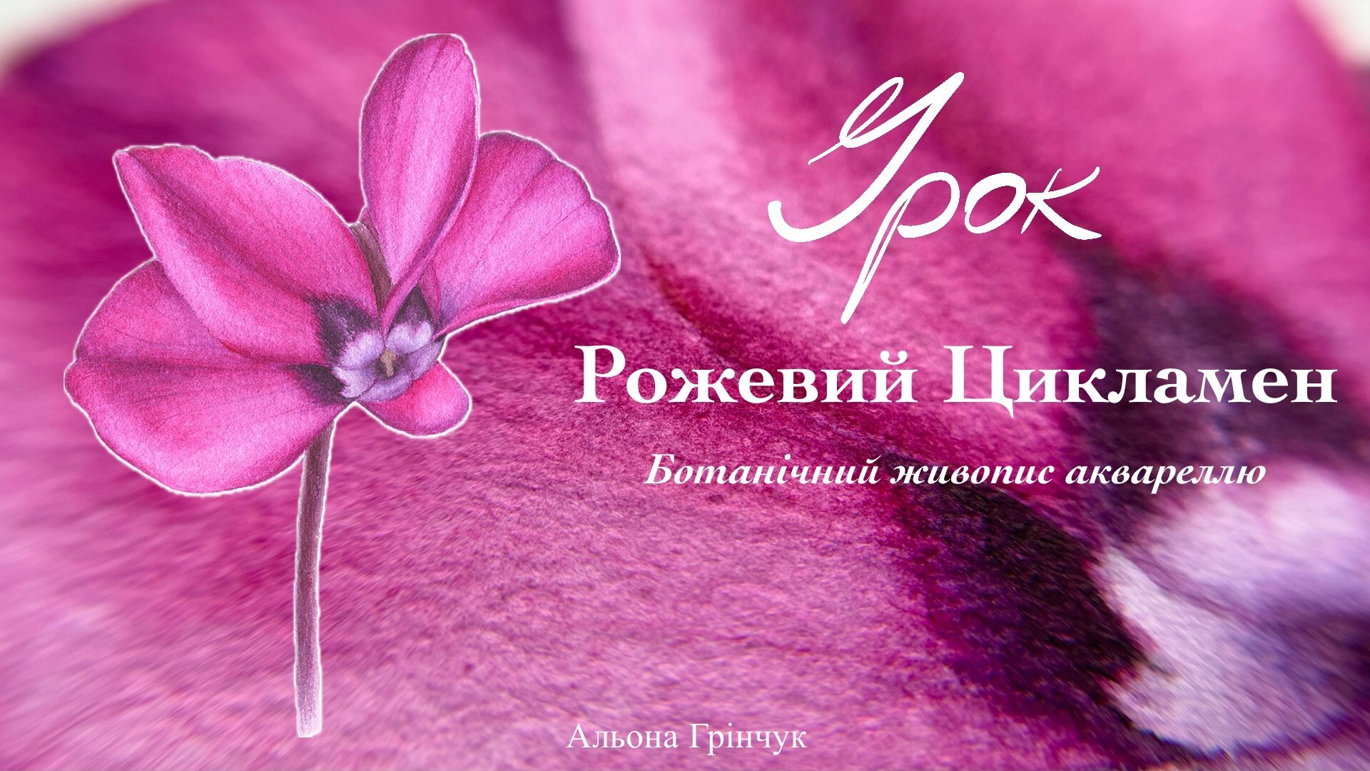 Урок «Рожевий Цикламен»