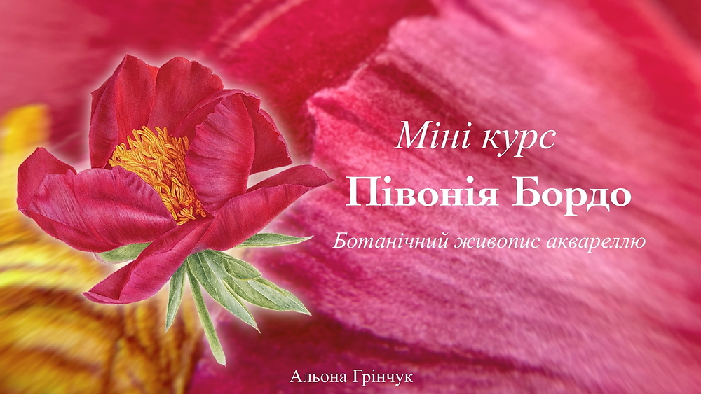 Мінікурс 'Півонія Бордо'