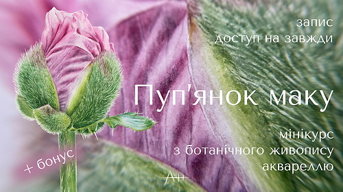 Мінікурс 'Пуп'янок маку'