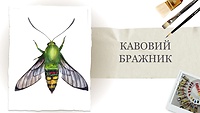 Урок 3. Кавовий бражник
