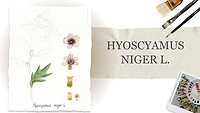 📌 Урок 2.  Hyoscyamus niger L. Блекота чорна