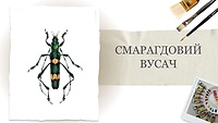 Урок 2.  Смарагдовий вусач