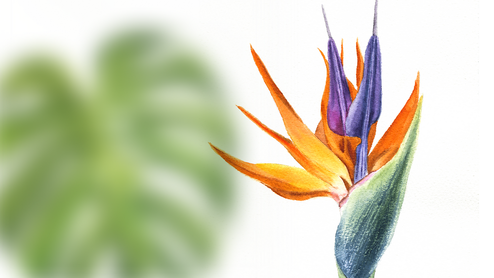 'Акварель: перші кроки' з Альоною Грінчук