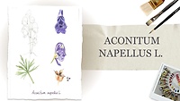 📌 Урок 1. Aconitum napellus L. Аконіт клобучковий