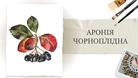 Урок 1. Аронія чорноплідна 🍇