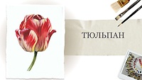 Урок 3. Тюльпан