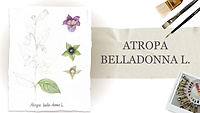📌 Урок 3.  Atropa belladonna L. Беладона звичайна