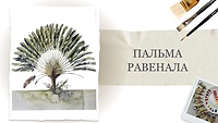Урок 1. Пальма Равенала