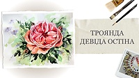 Урок 1. Роза Дэвида Остина