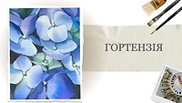 Гортензия. Акварель