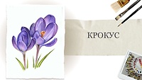 Урок 2. Крокус