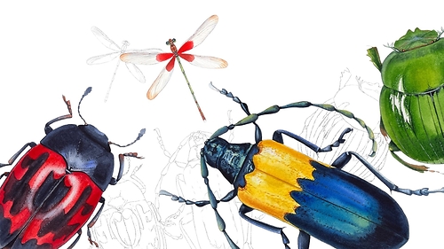 Курс 'Дивовижні комахи' з Наталією Купчик