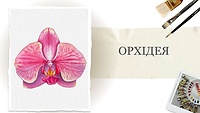 Урок 1. Орхідея