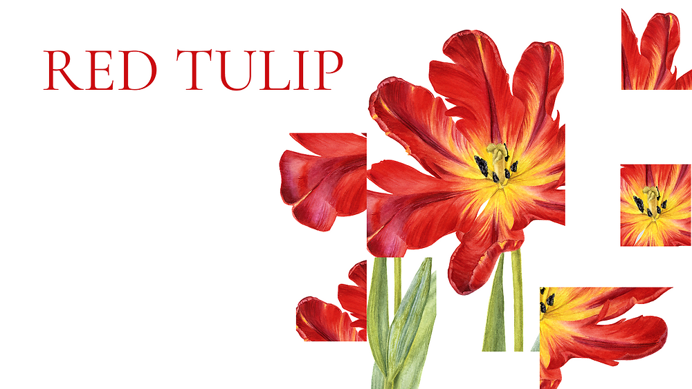 RED TULIP