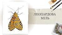 Урок 1. Леопардова міль