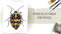 Пробний урок. Poecilocoris druraei