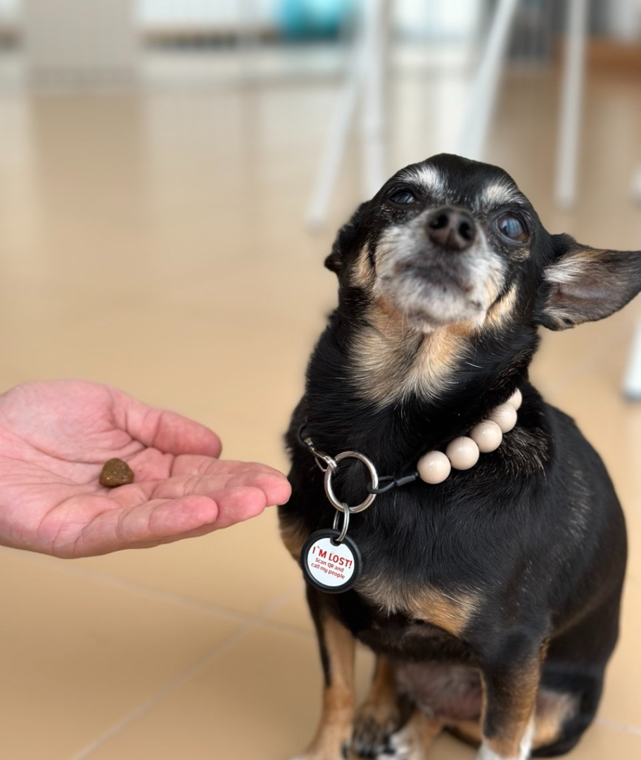 Моя собака не має харчової мотивації