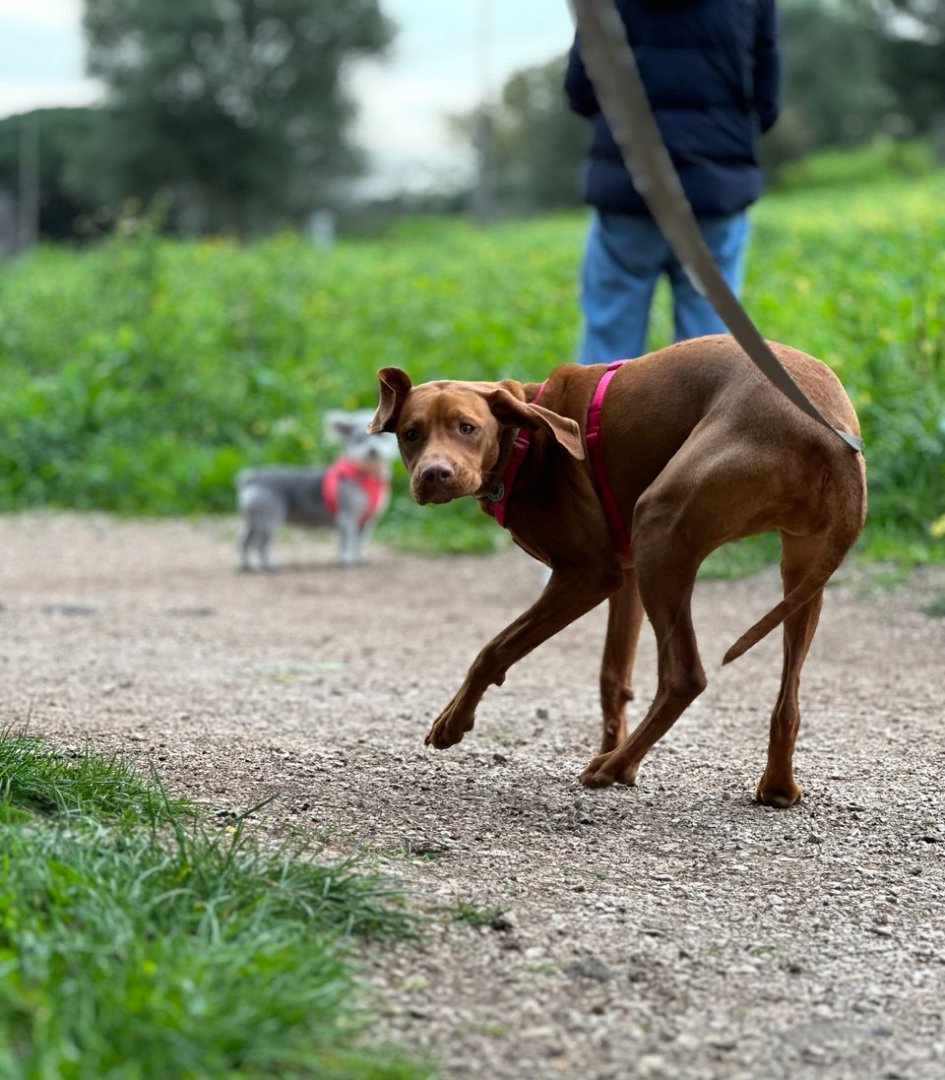 Моя собака має реактивність